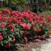Rose 'Cinco de Mayo' #2 - Image 3
